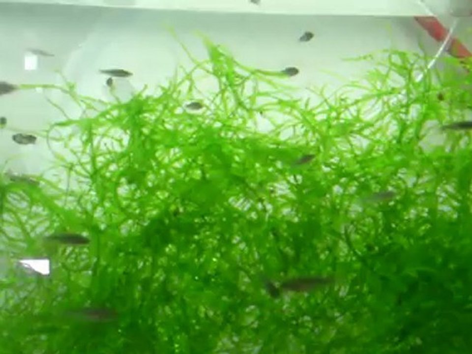 Danio margaritatus (galaxie)