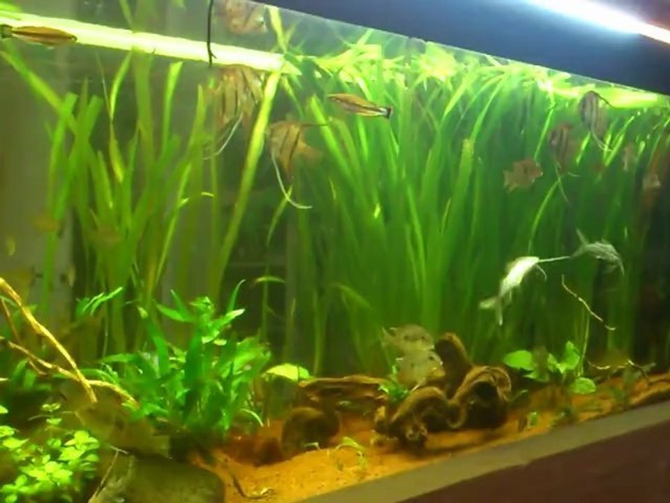 balai de pimelodus ....