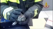 Cosenza - La civetta salvata dai vigili del fuoco (11.10.12)