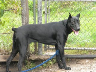 Canis Panther Zeus