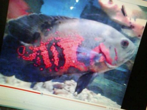 LIVRE DE L'UNIVERS GUIDE LE SAIN CORAN DANS CORAN BIBLE ORGINALE