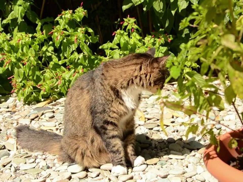 ESSAI Prise de Vue Nikon D5100 et Montage Premiere Pro CS5.5