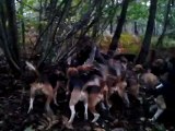 ferme sanglier beagle harrier 