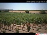 Storia delle Puglie del Vino | Speciale Antennasud per Tormaresca