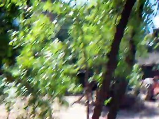 Köydeki Yavru Hayvanlar.