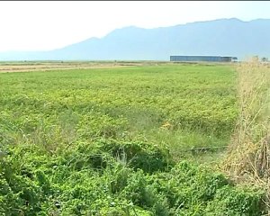 Εισάγουμε φασόλια από την Τουρκία