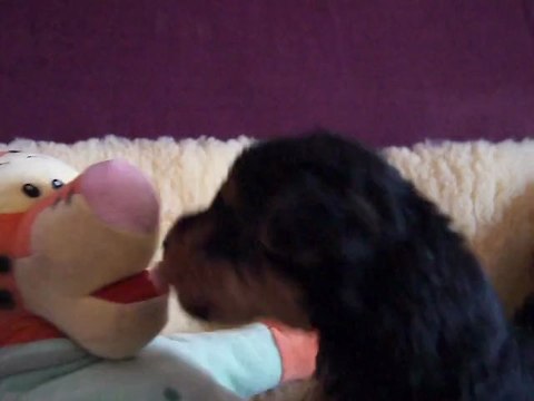 bébés welsh Terrier de Elle Ma Dit et Reno