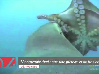 Top 5 : l'étonnant duel entre un lion de mer et une pieuvre