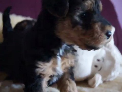 bébés welsh Terrier de Elle Ma Dit et Reno