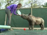 South African orphanage opens for baby rhinos