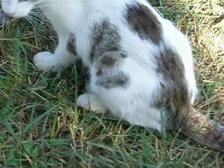 Karerde kedinin fareyle oyunu...