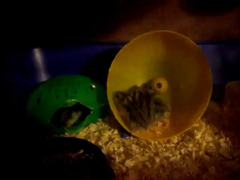 Les Bébés Hamsters dans la roue