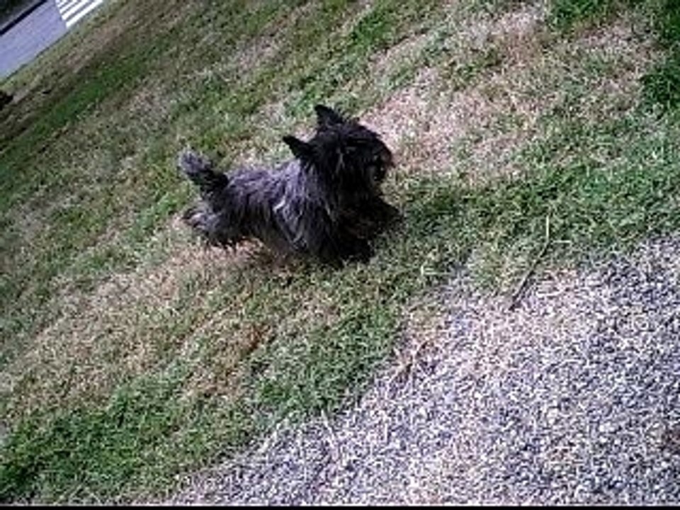 ué vive ma chienne xD