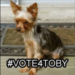 Vote For The 3KB Dog! (And Help A Good Cause)