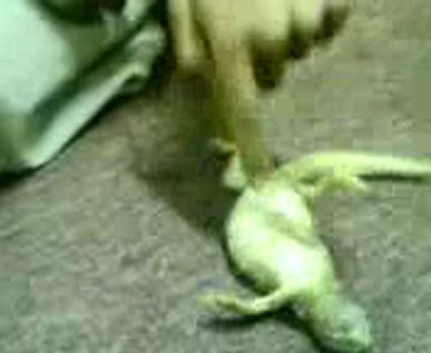 Laughing