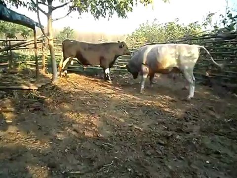 KURBANLIK TOSUN KARETECİ ÇIKTI UÇAR TEKME ATIYOR 2012