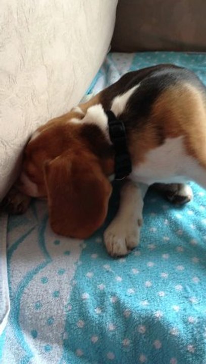 Cri d'intimidation du beagle