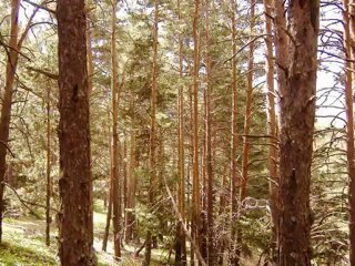 SELVİ DOSTUM DOSTUM VİDEO