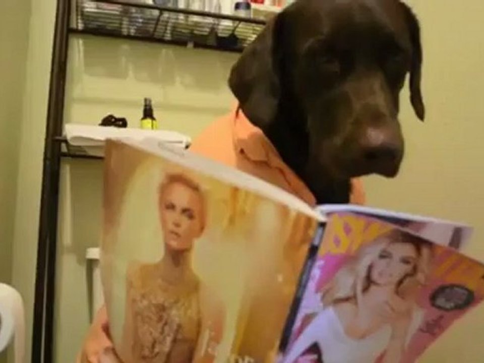 Journée de chien