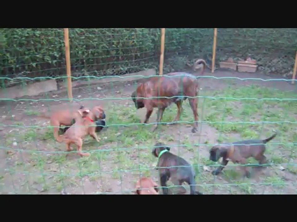 Les Bibous à 57 jours, 2012-10-15 (CHEYENNE de SAINT QUINIS X UCELLO du DOLON / Portée des "H" 2012)