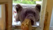 Медведь на проходной