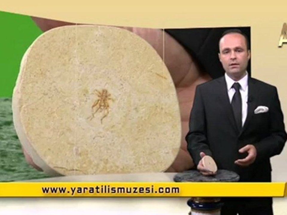 MİLYONLARCA YILDIR DEĞİŞMEYEN CIRCIR BÖCEKLERİ