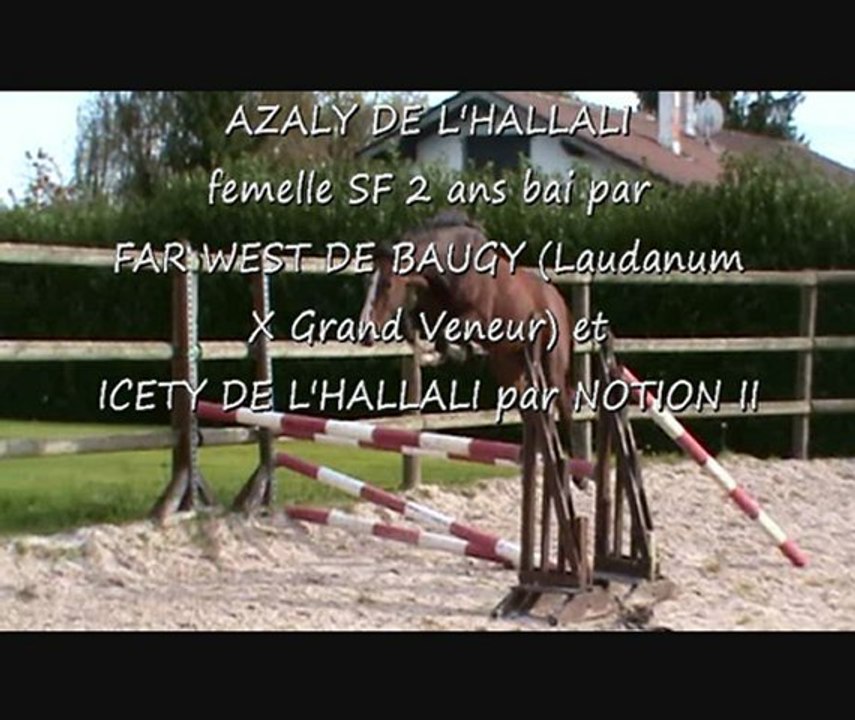 AZALY