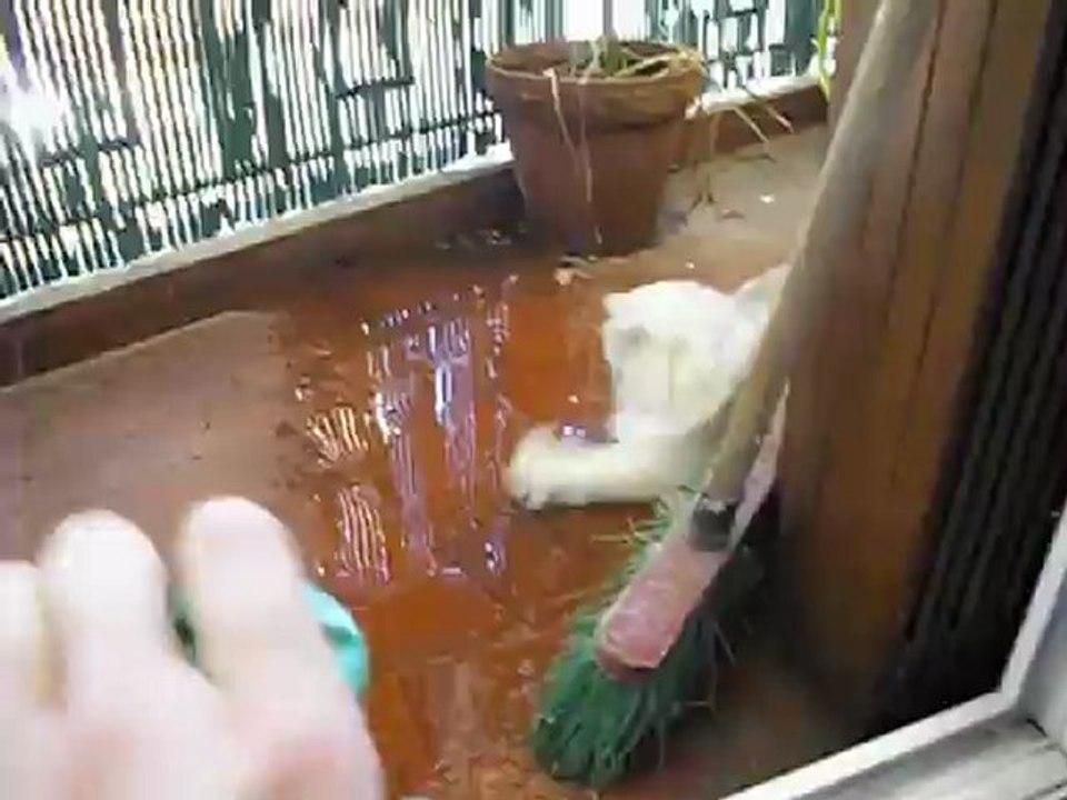 Qui a dit que les chats n'aiment pas l'eau ? hein Plume...