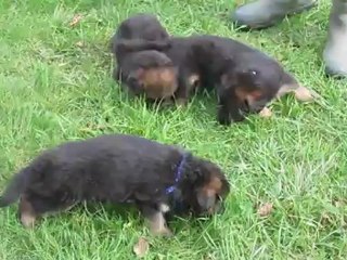 nos chiots  et leur première sortient