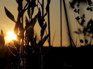 Sunset 2 - Free HD stock footage