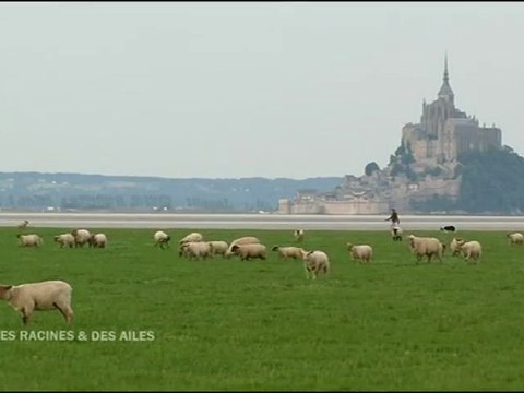Racines et des ailes – Agneaux prés salés de la baie du Mont-St-Michel