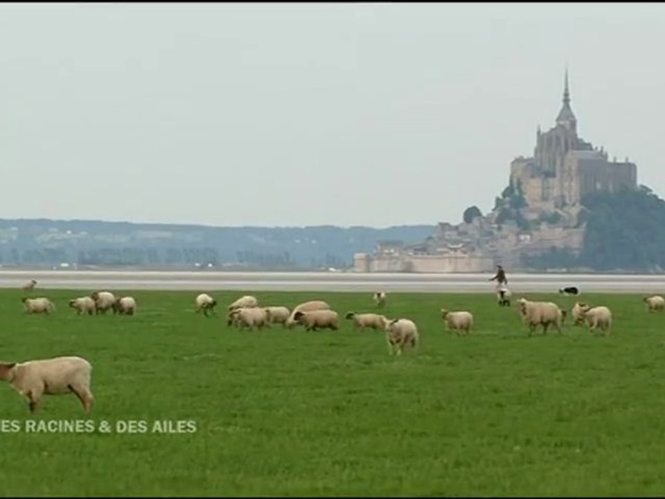 Racines et des ailes –  Agneaux prés salés de la baie du Mont-St-Michel