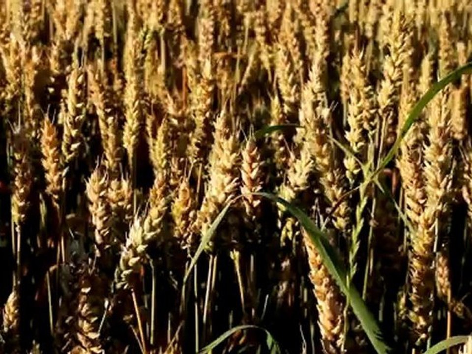 Wheat - Free HD stock footage