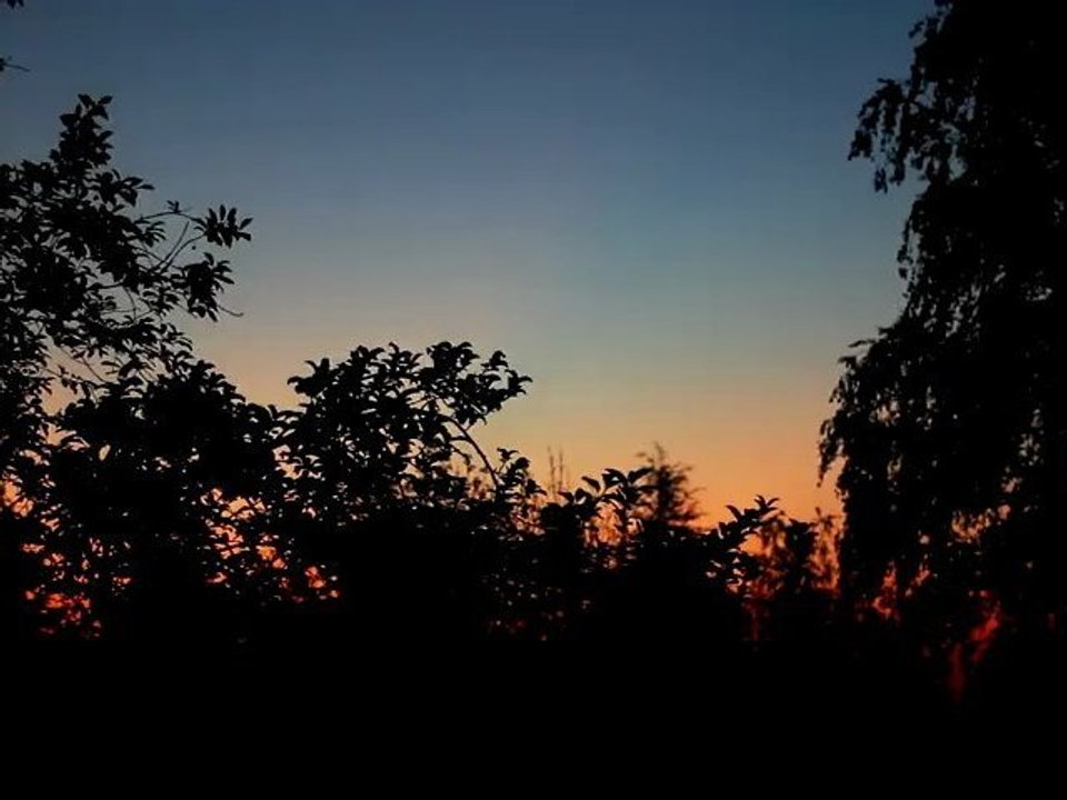 Dusk with Trees - Free HD stock footage