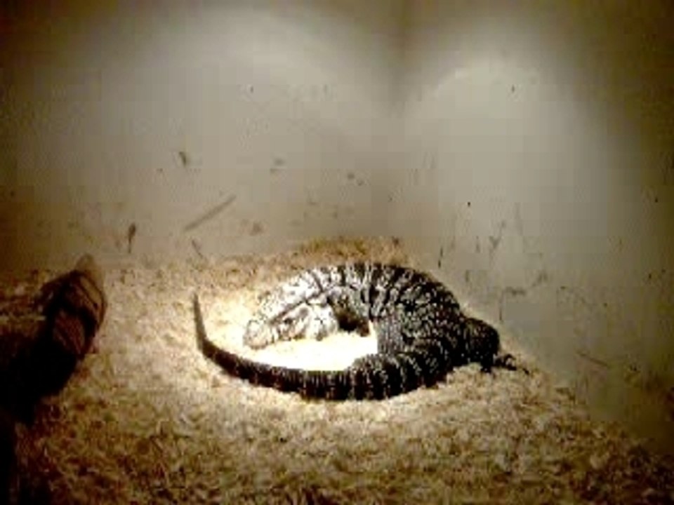 Deux Reptiles
