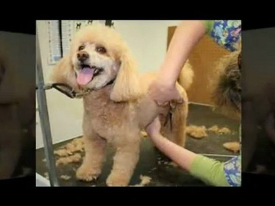Non-Anesthesia Dog Teeth Cleaning Day 3