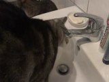 les chats aiment l'eau2- cats love water2