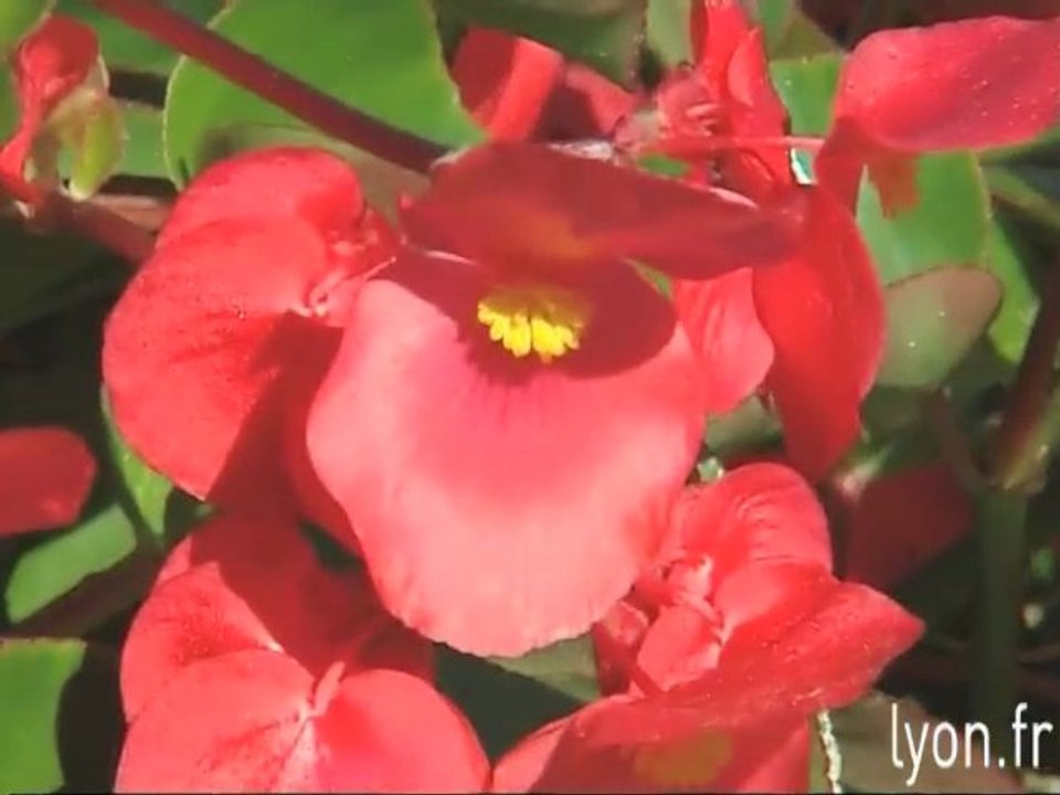 Rouge de plaisir