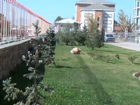 yılmaz efe ve mesut gökçe şemsi Türkmende