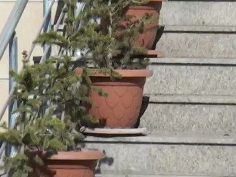 yılmaz efe ve mesut gökçe şemsi Türkmende