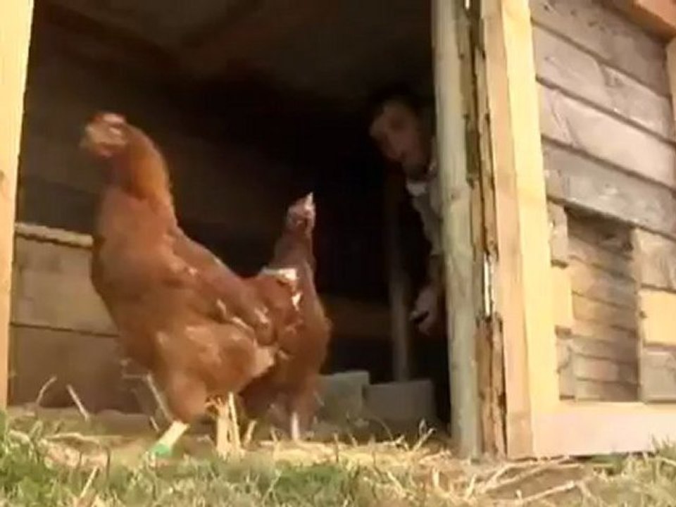 Frankreich: huhn zu verschenken | europa aktuell