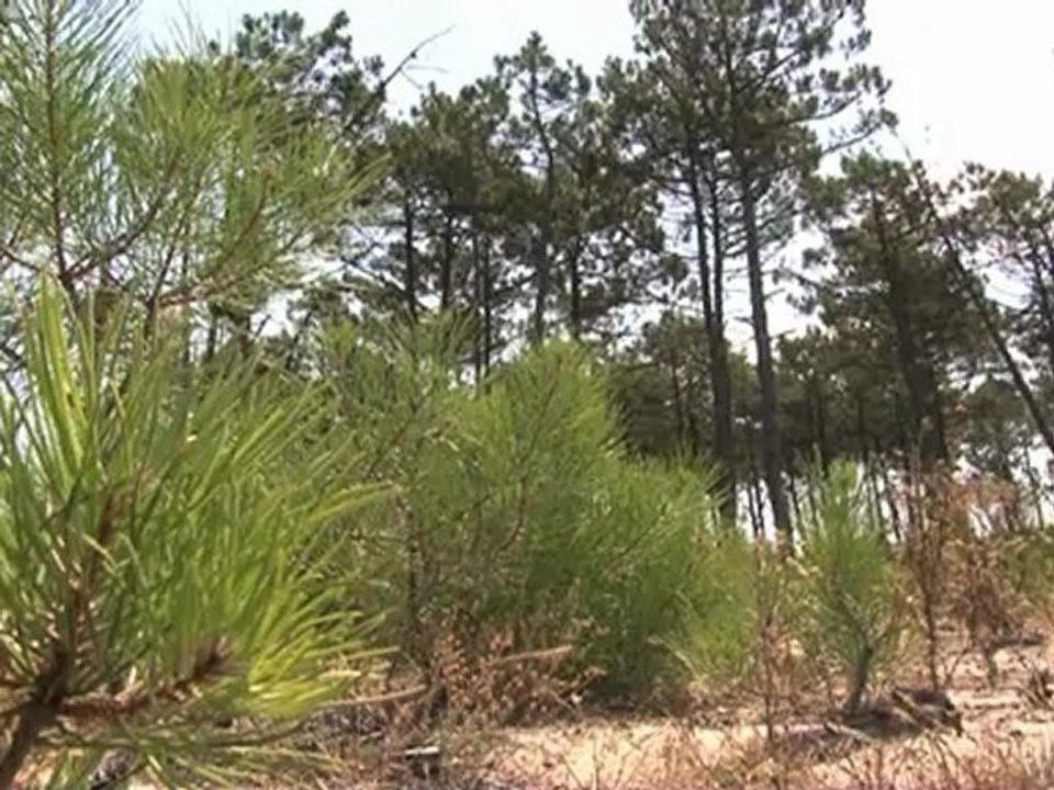 La gestion durable dans les forêts du littoral atlantique
