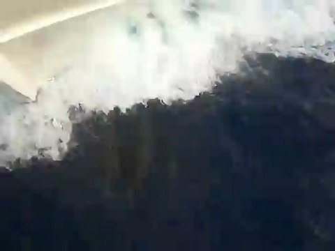 Dauphins sous l'étrave du bateau