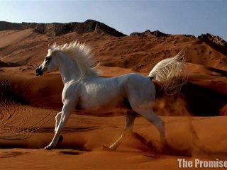The Beauty of  Arabian Horses...