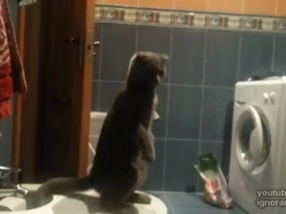Kediden Efsane Reaksiyon