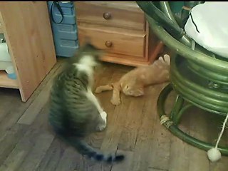 Milo et Swen s'éclatent  2