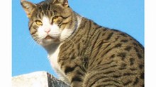 Gato Rayita Saluda