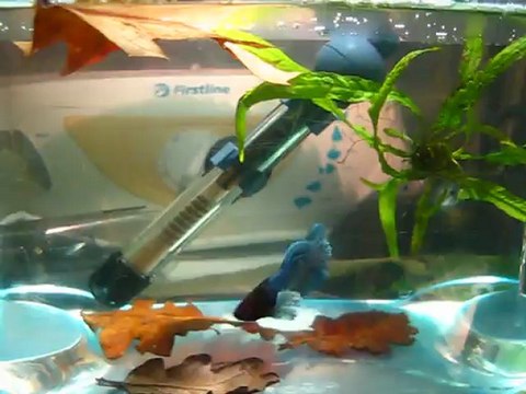 Combattant big ears suite