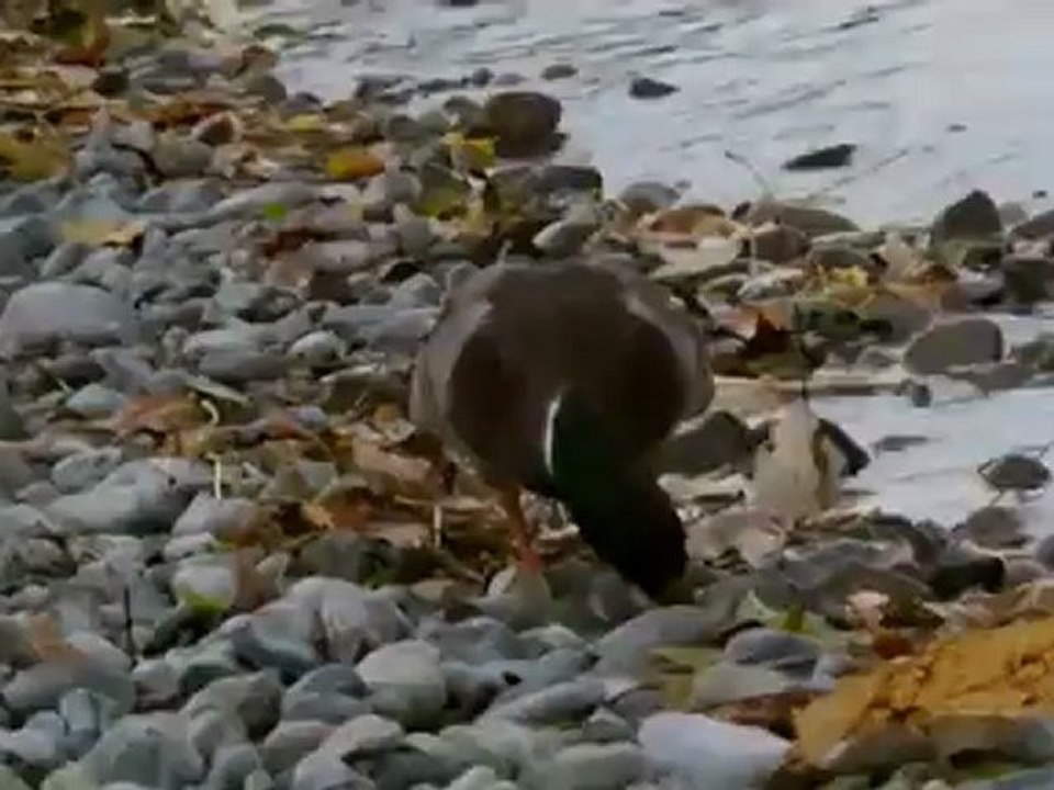 Lechente1 (El Pato del Lech1)