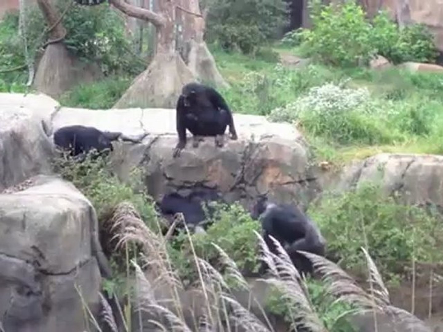 Singes Vs Raton Laveur